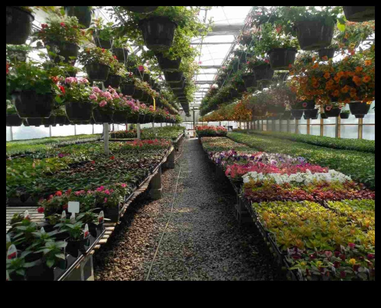 Flori abundente: comori de seră așteaptă