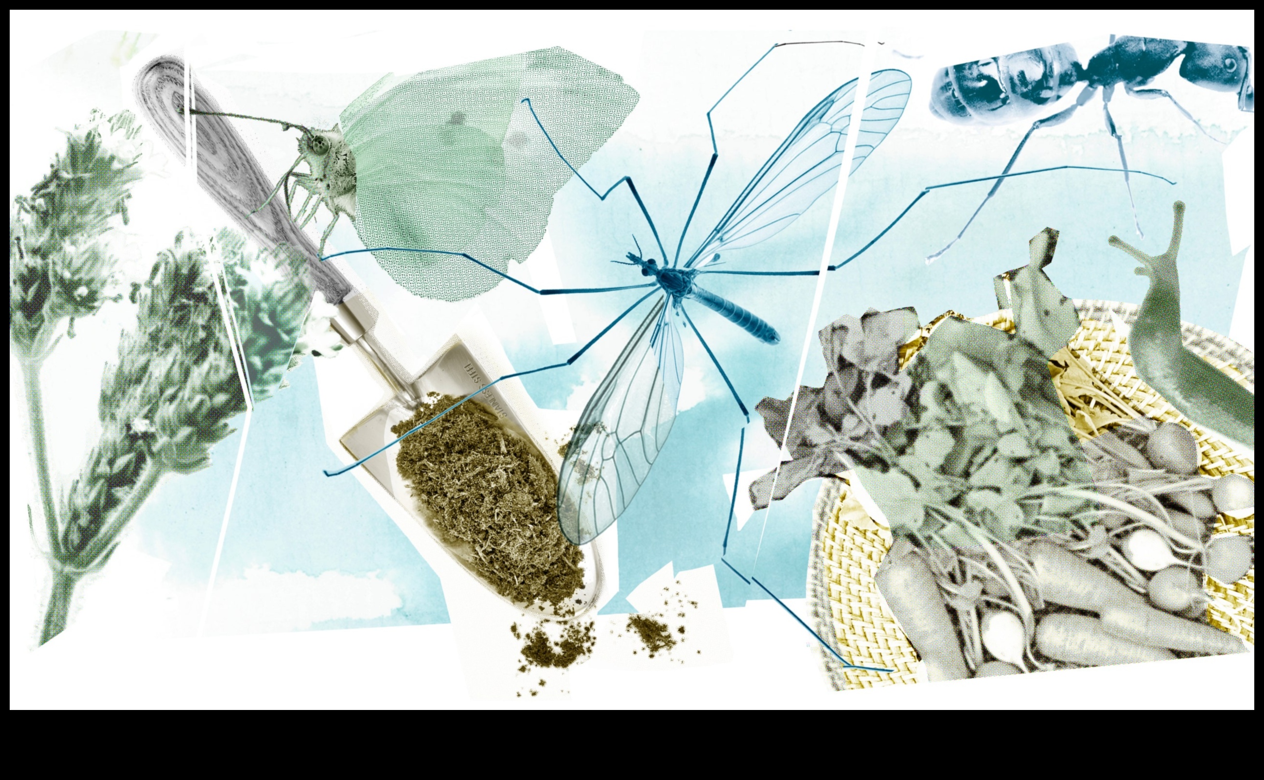 Te-ai scos? Abordați cu ușurință dăunătorii din grădină