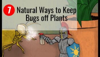 Te-ai scos? Abordați cu ușurință dăunătorii din grădină