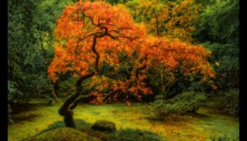 Simfonia de arțar: Grădinile japoneze în splendoarea toamnei