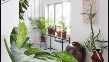 Paradisul în ghivece: Idei de grădinărit în interior pentru fiecare spațiu